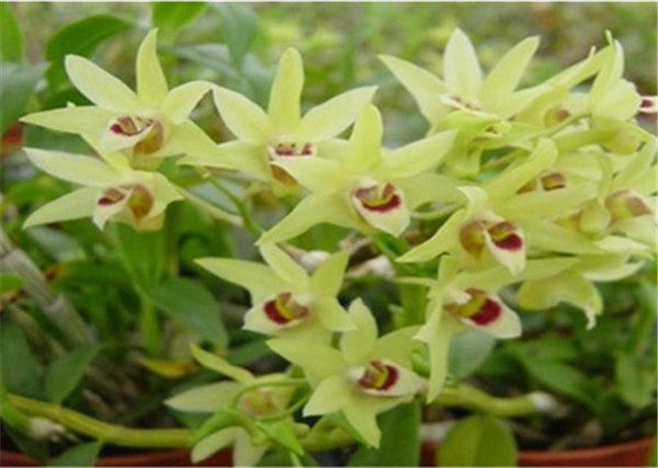 c鿴Ԕ(x)Ϣ(bio)}Herba Dendrodii Flower xΔ(sh)2591