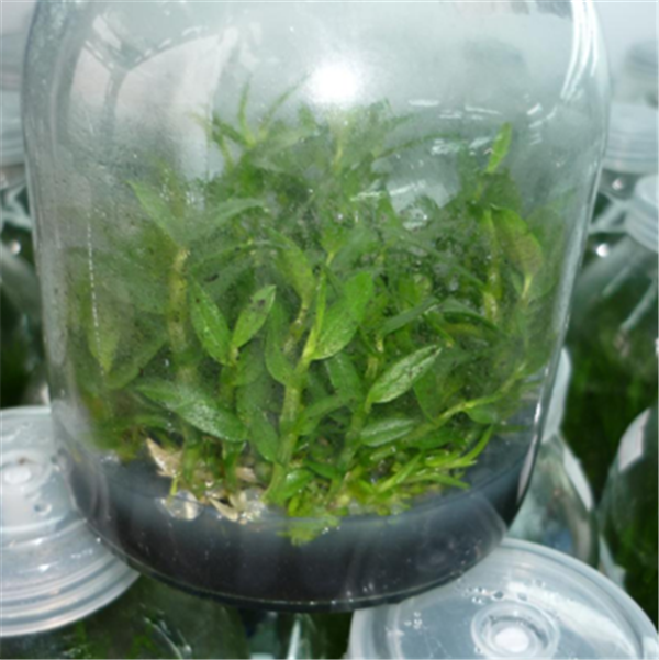 c(din)鿴Ԕ(x)Ϣ(bio)}Herba Dendrodii Pot Seedlings xΔ(sh)2019