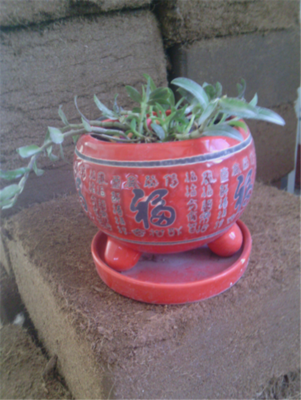 c鿴Ԕ(x)Ϣ(bio)}Herba Dendrodii Pot Seedlings xΔ(sh)2295