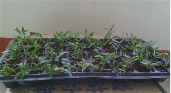 c鿴Ԕ(x)Ϣ(bio)}Herba Dendrodii Plug Seedlings xΔ(sh)2431